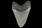 Serrated, Fossil Megalodon Tooth - Glossy Enamel #92901-2